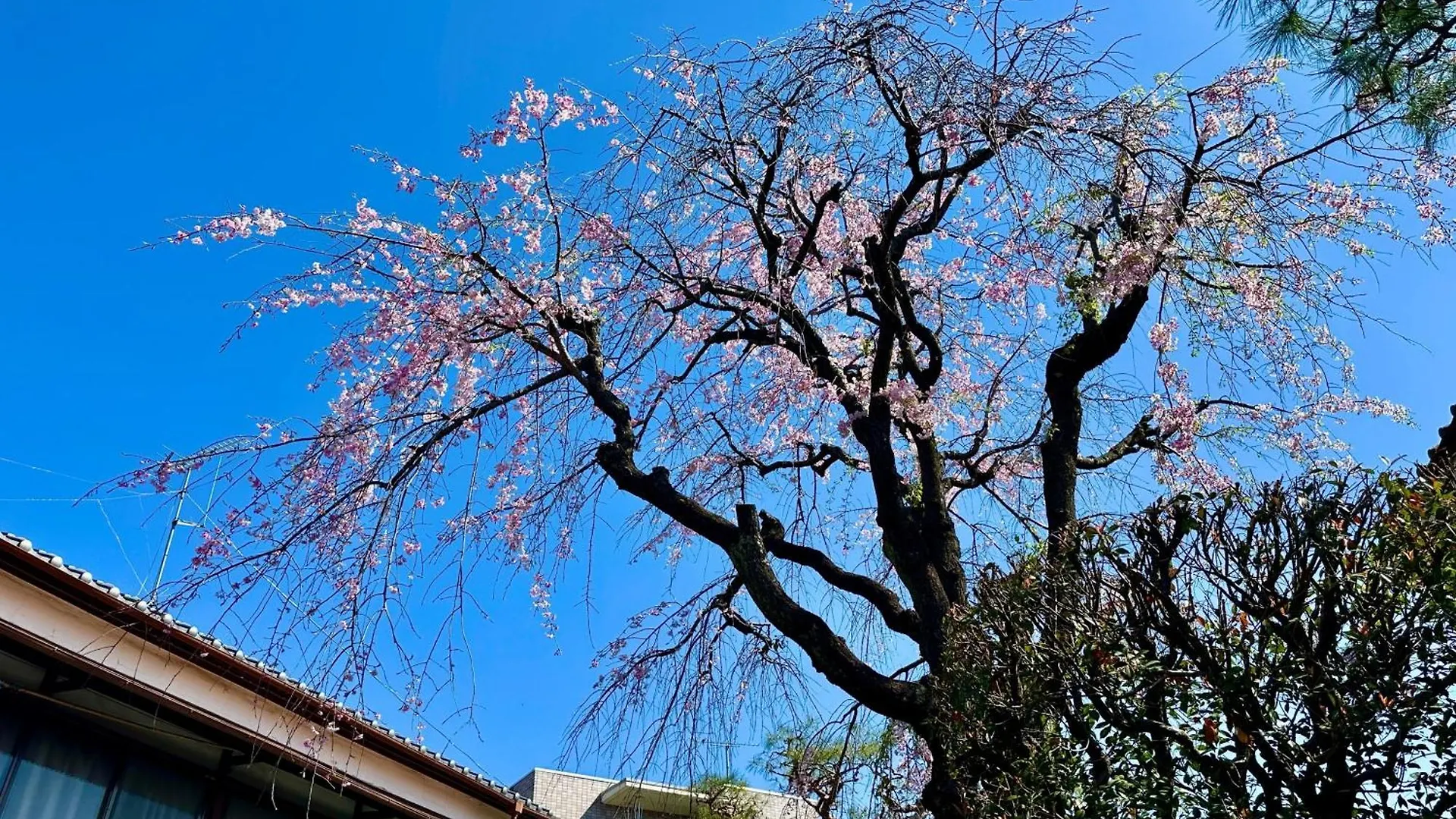 Family Or Business Travel 20 Percent Off丨200 Sqm 丨 14 Min To Shinjuku 丨century-Old Japanese Garden 丨3 Parking Spaces丨4 Bedrooms Tokyo Villa